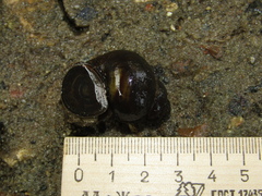 Viviparus viviparus