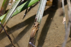 Burmagomphus vermicularis