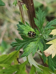 Propylea quatuordecimpunctata
