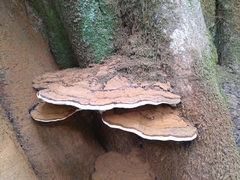 Ganoderma brownii