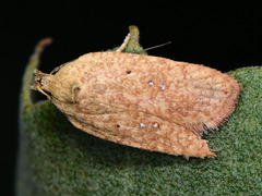 Agonopterix irrorata