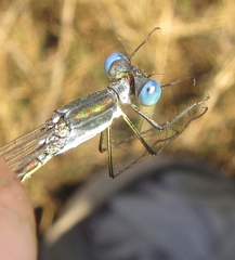 Lestes pinheyi
