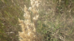 Calamagrostis epigejos