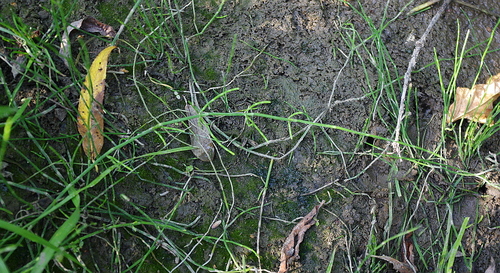 Branched scouringrush (Equisetum ramosissimum)
