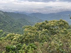 Tetradium glabrifolium