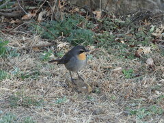 Cossypha caffra caffra