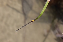 Prodasineura croconota