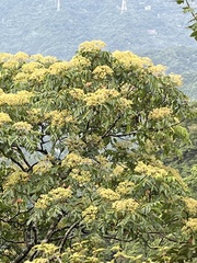 Tetradium glabrifolium