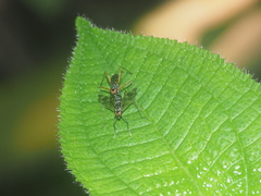 Micropezidae