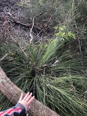 Xanthorrhoea minor lutea
