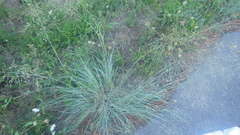 Eragrostis chloromelas