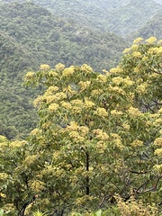 Tetradium glabrifolium