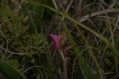 Disperis capensis capensis