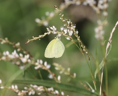 Eurema mandarina