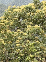 Tetradium glabrifolium