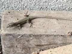 Podarcis virescens