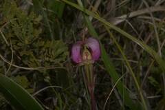 Disperis capensis capensis