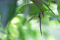 Gynacantha saltatrix