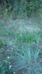 Eragrostis chloromelas