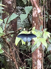 Papilio memnon heronus