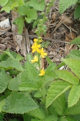 Agrimonia pilosa