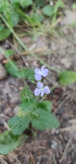 Veronica chamaedrys