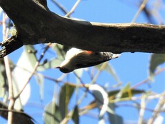 Daphoenositta chrysoptera