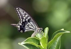 Papilio xuthus