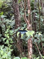 Papilio memnon heronus