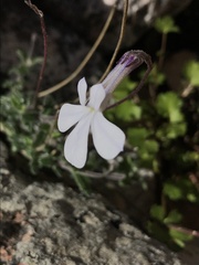 Lobelia dichroma