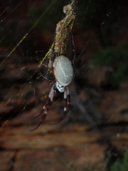 Trichonephila edulis