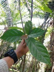 Ficus fistulosa