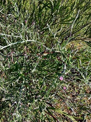 Convolvulus