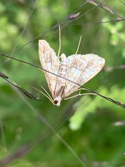Elophila icciusalis
