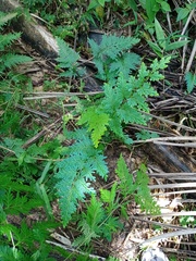 Selaginella willdenowii