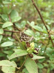 Spialia galba