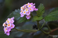 Lantana × strigocamara