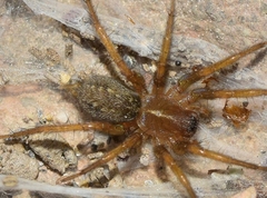 Lycosoides coarctata