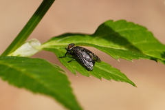 Platystoma