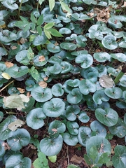 Asarum europaeum