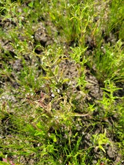 Veronica anagalloides