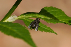 Platystoma