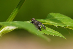 Platystoma