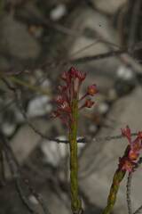 Struthiola ciliata