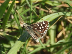 Pyrgus malvoides