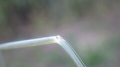 Eragrostis chloromelas