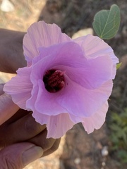 Gossypium robinsonii