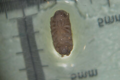 Trichoniscus pusillus