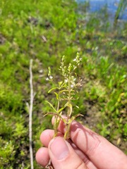 Veronica anagalloides