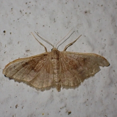 Idaea
